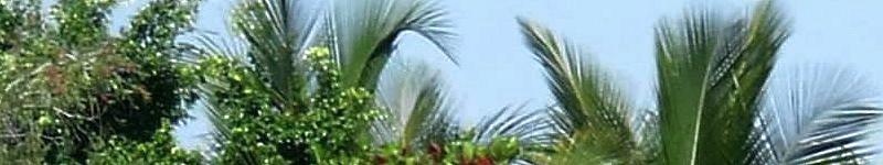 palm beach divorce appeals